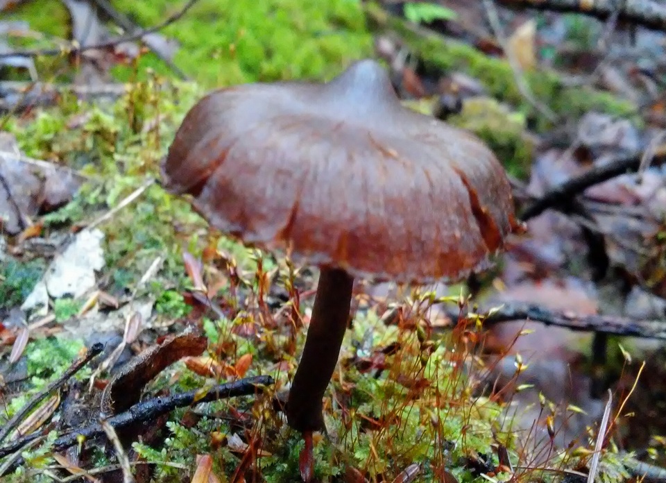 Cortinarius americanus image