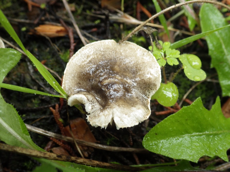 Lepiota griseovirens image