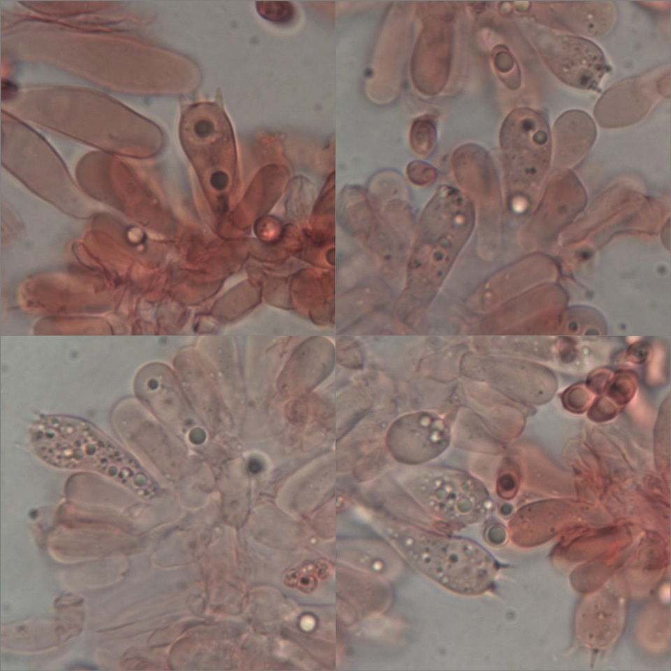 Lepiota griseovirens image