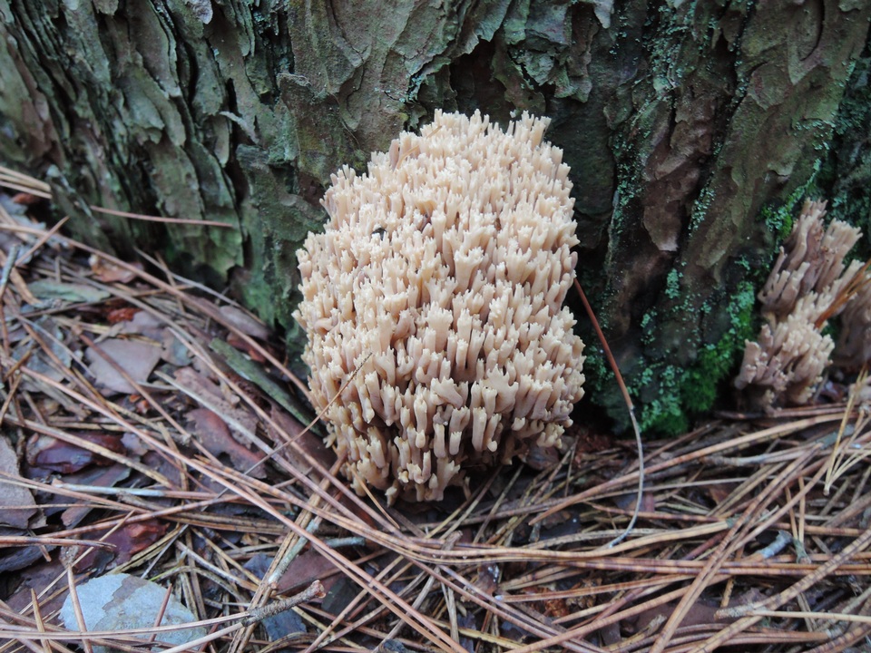 Ramaria concolor image