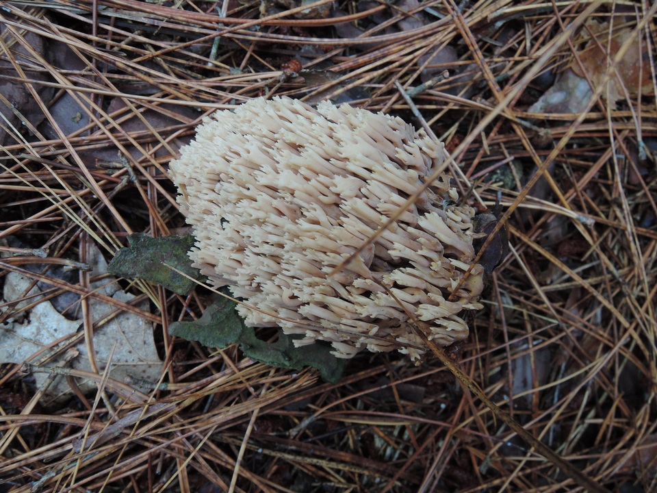 Ramaria concolor image