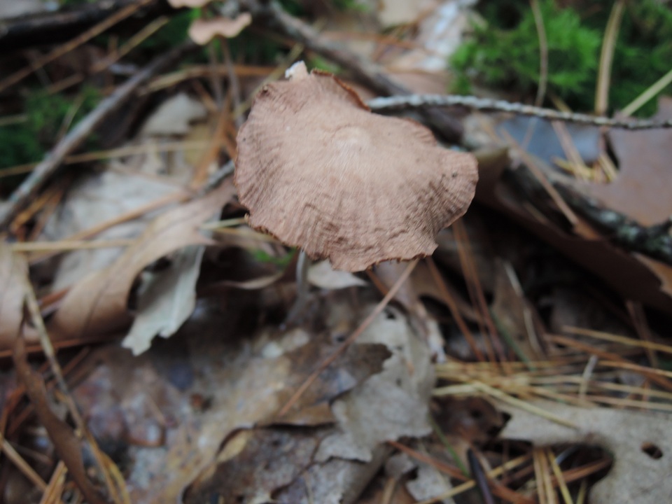 Gymnopus subpruinosus image