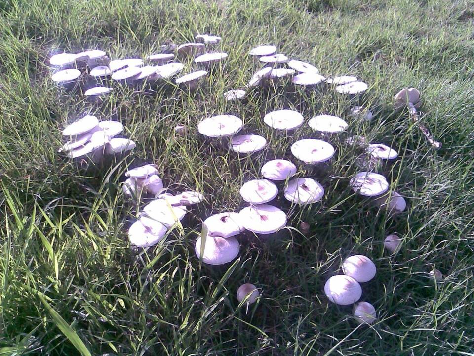 Termitomyces reticulatus image