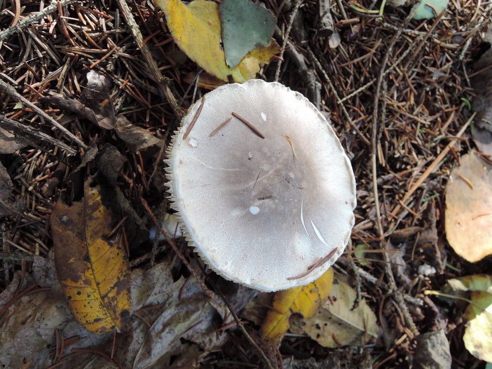 Leucoagaricus cinereolilacinus image
