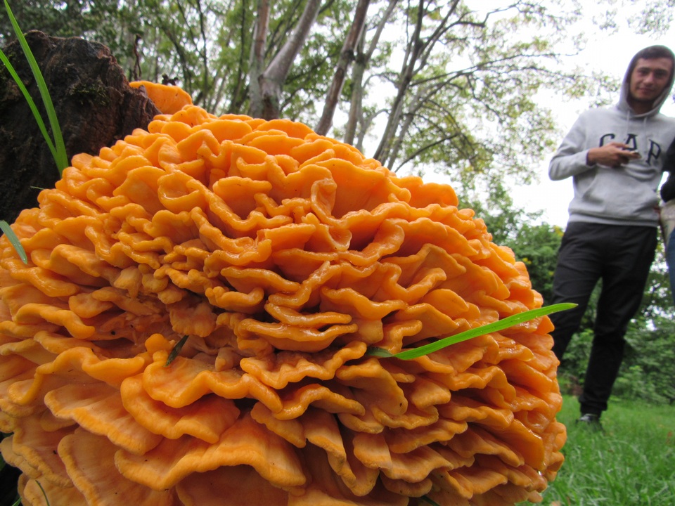 Laetiporus squalidus image