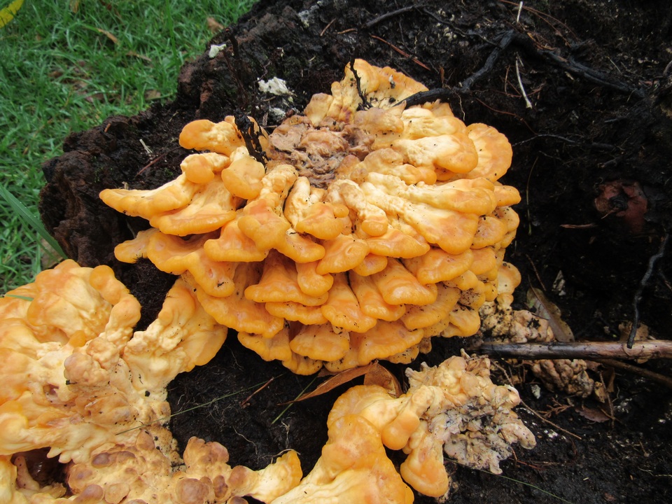 Laetiporus squalidus image