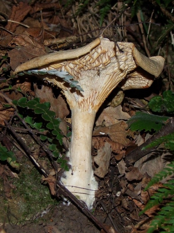 Infundibulicybe geotropa image