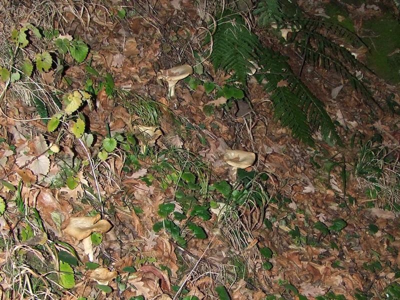 Infundibulicybe geotropa image