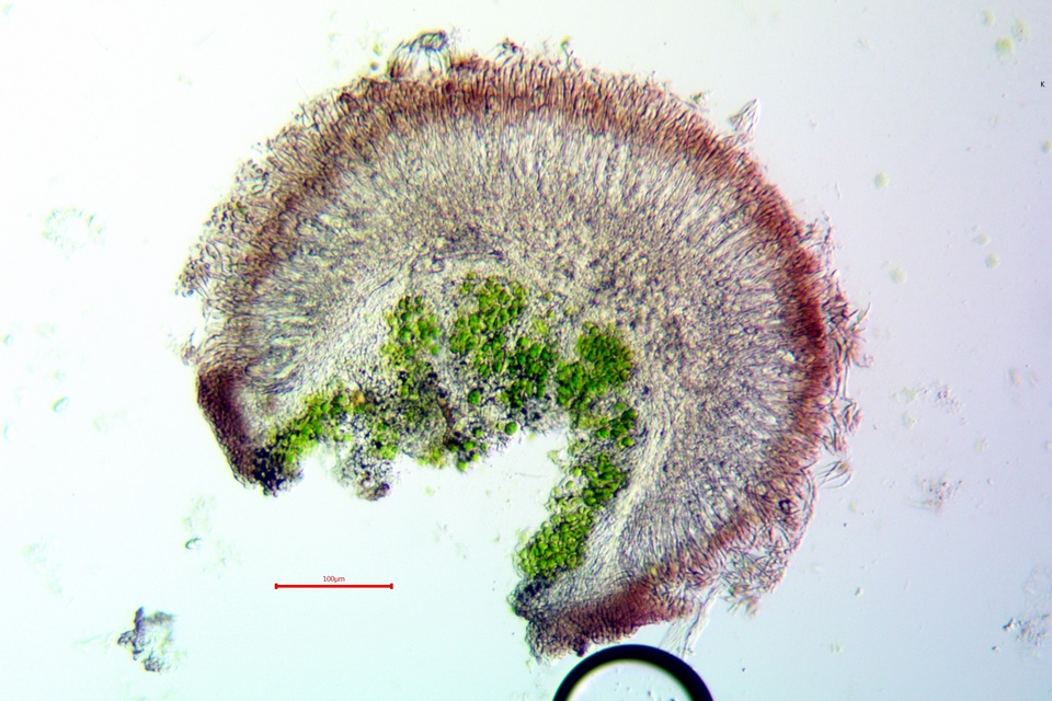 Caloplaca albovariegata image