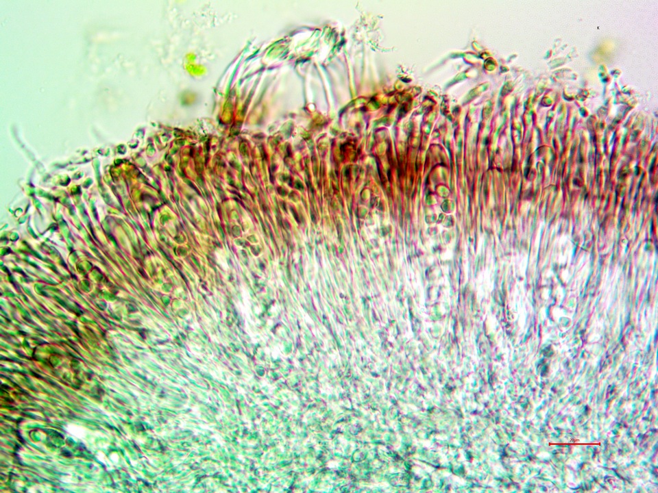 Caloplaca albovariegata image