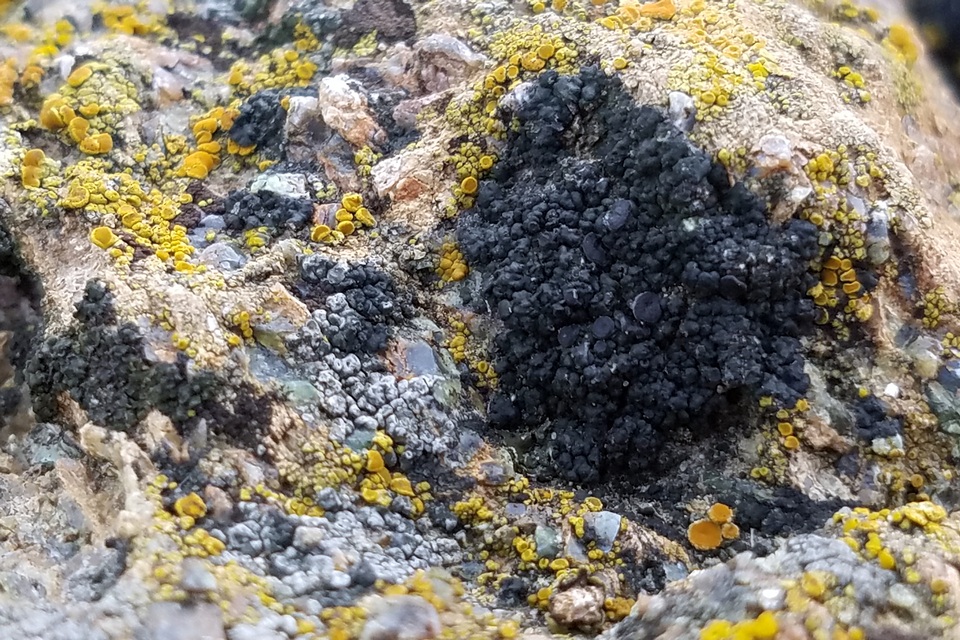 Caloplaca albovariegata image