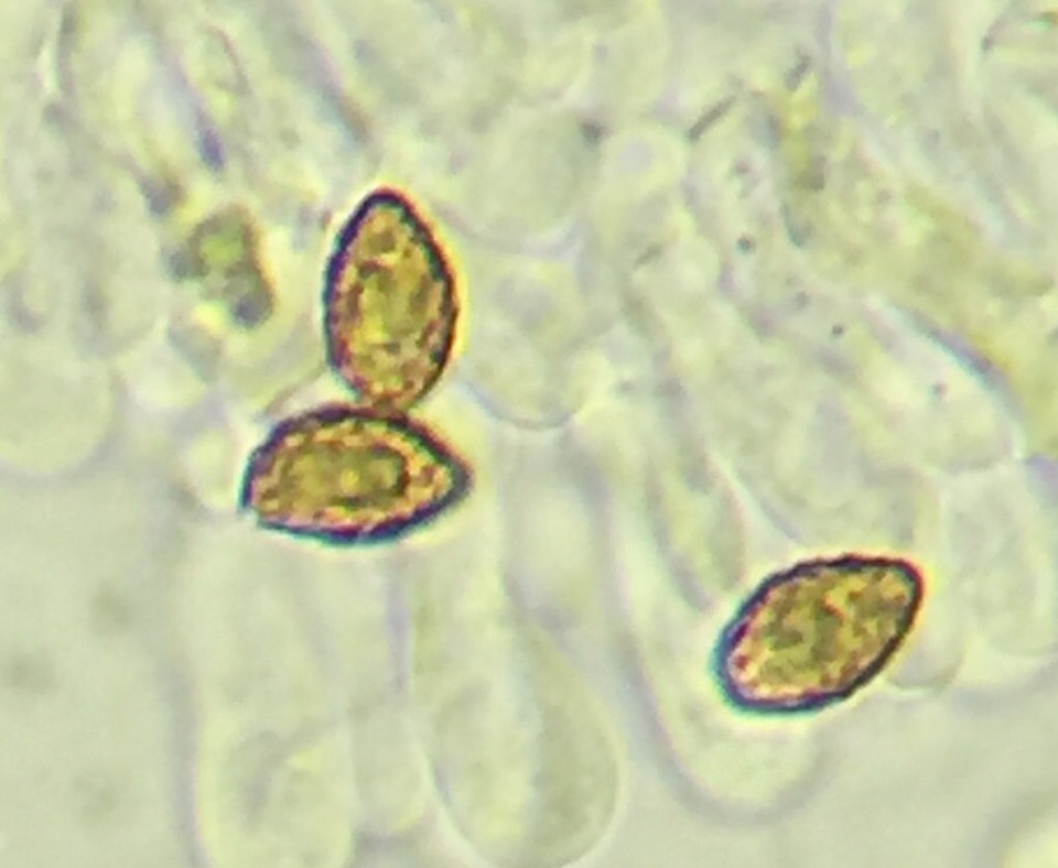 Cortinarius terpsichores image