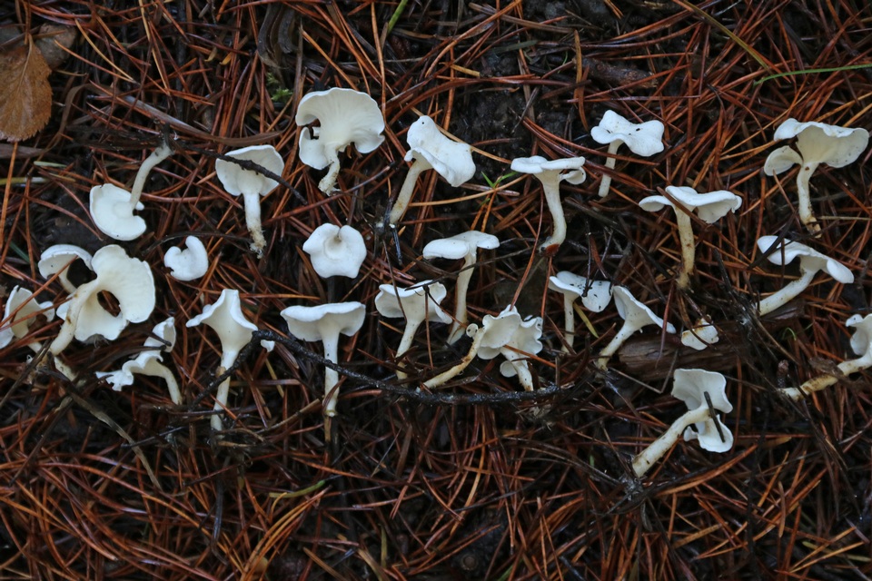Stereopsis humphreyi image