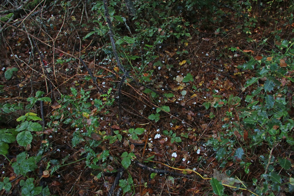 Stereopsis humphreyi image