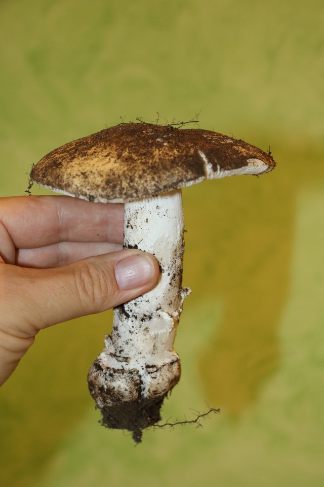 Amanita amici image