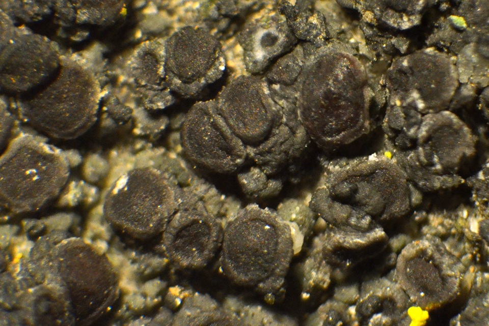 Caloplaca albovariegata image
