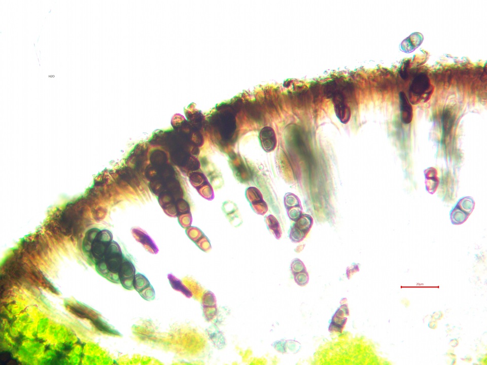 Rinodina innata image