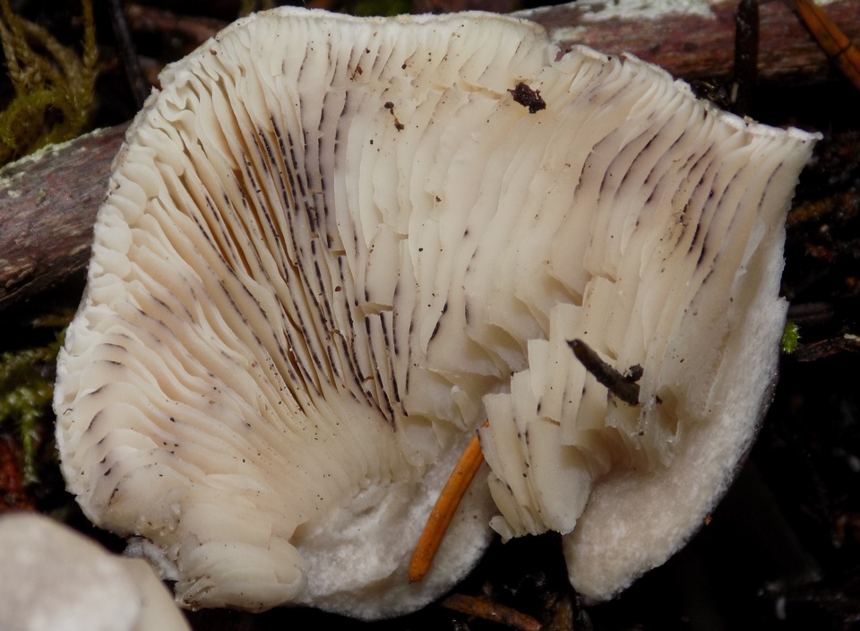 Tricholoma nigrum image