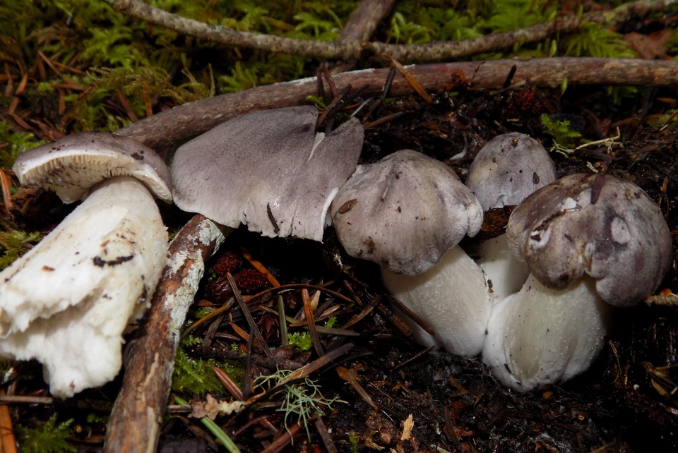 Tricholoma nigrum image