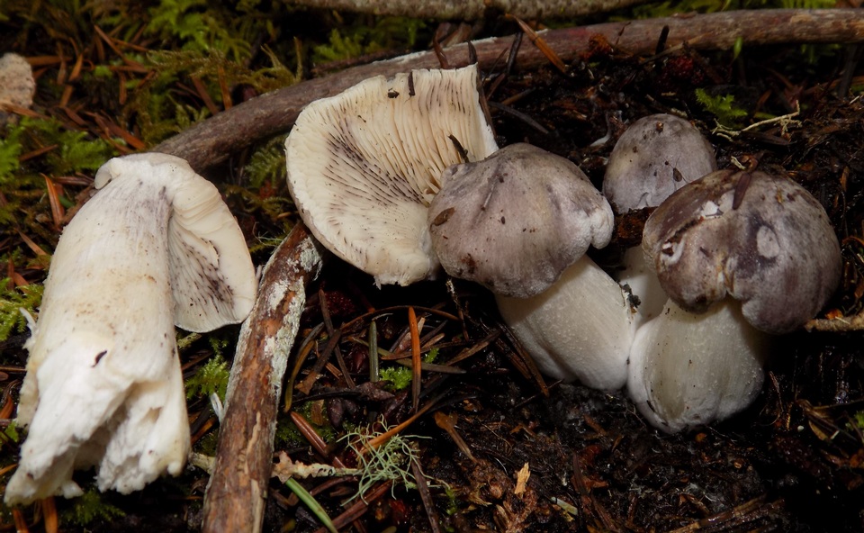 Tricholoma nigrum image