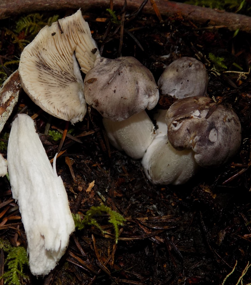 Tricholoma nigrum image