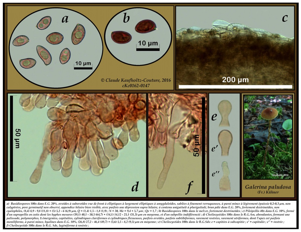 Galerina dicranorum image