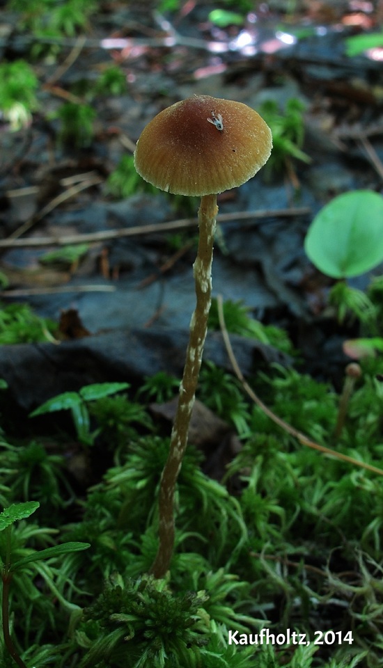 Galerina dicranorum image