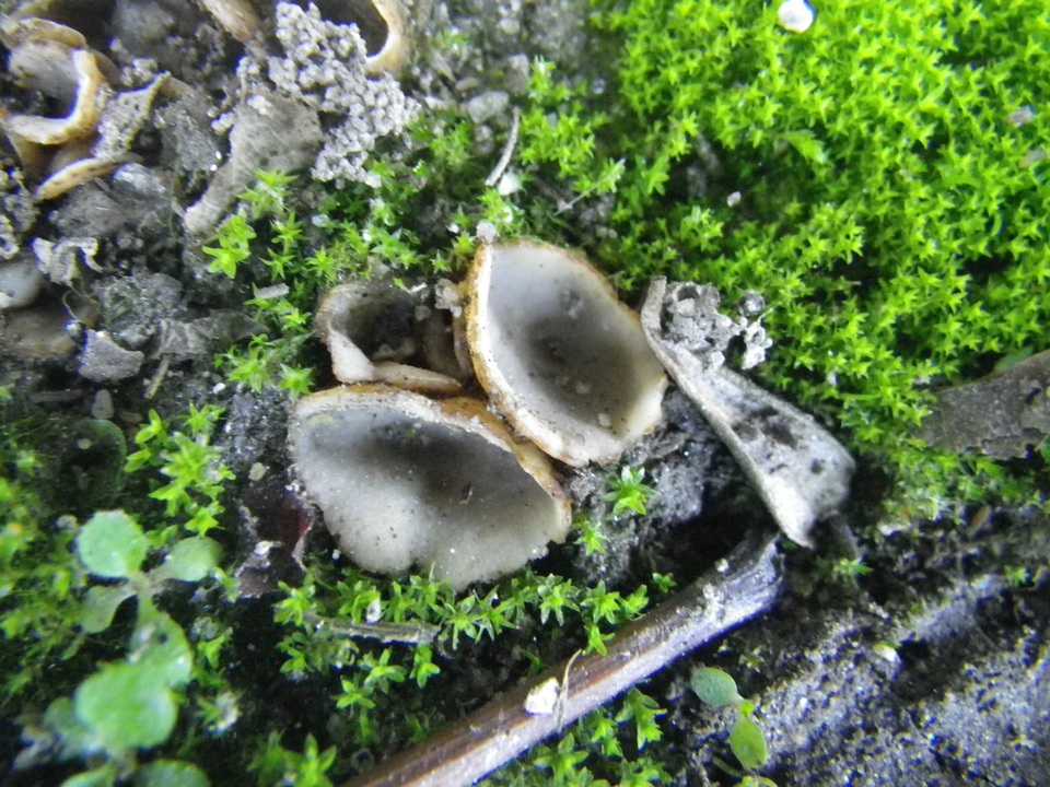 Geopora arenicola image