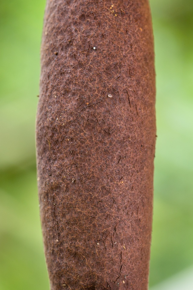 Xylaria allantoidea image