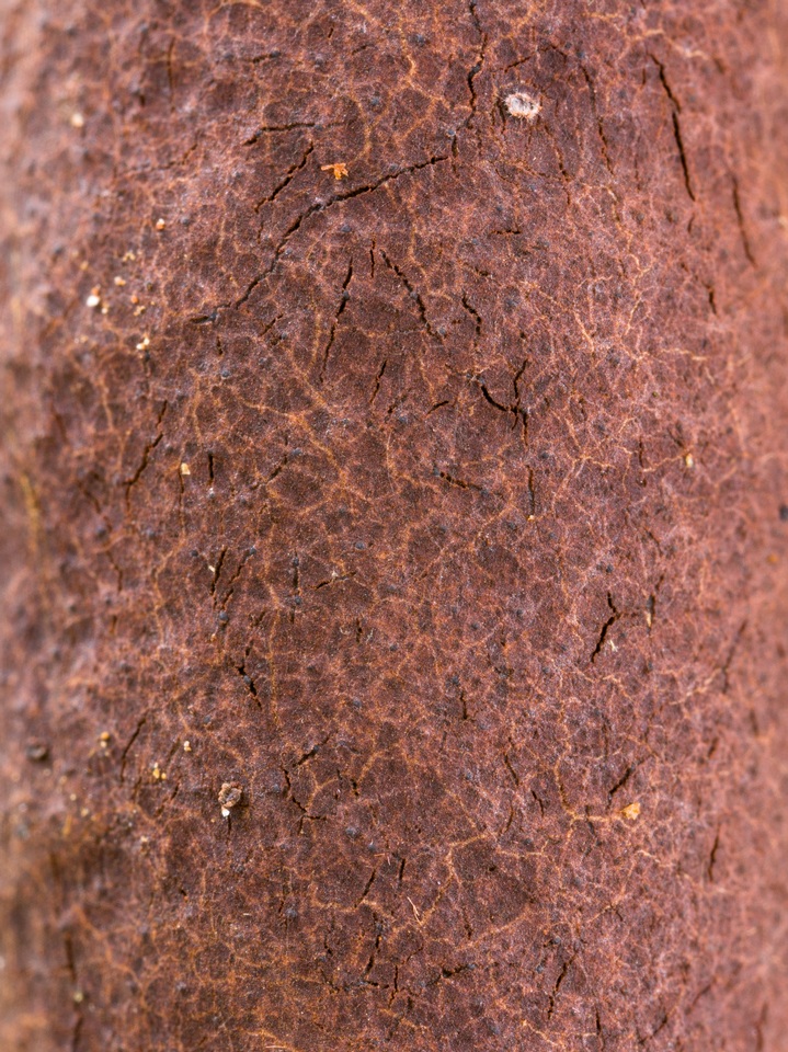 Xylaria allantoidea image