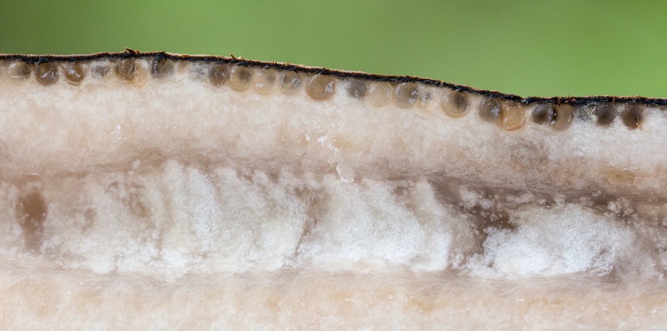 Xylaria allantoidea image