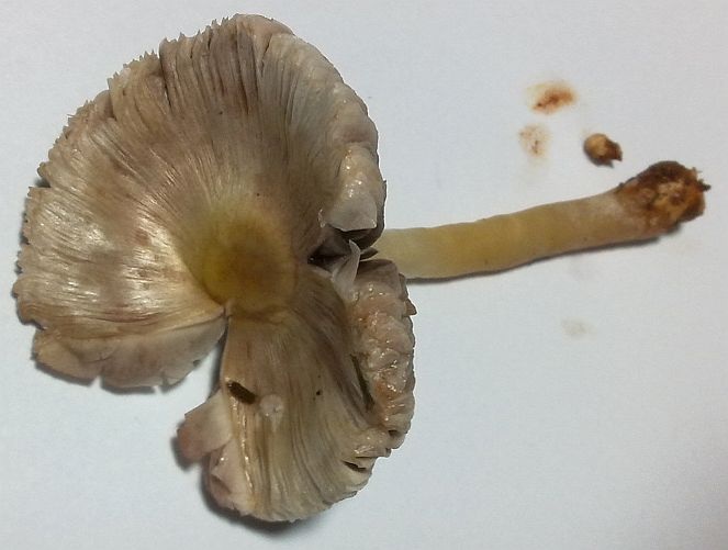 Bolbitius demangei image