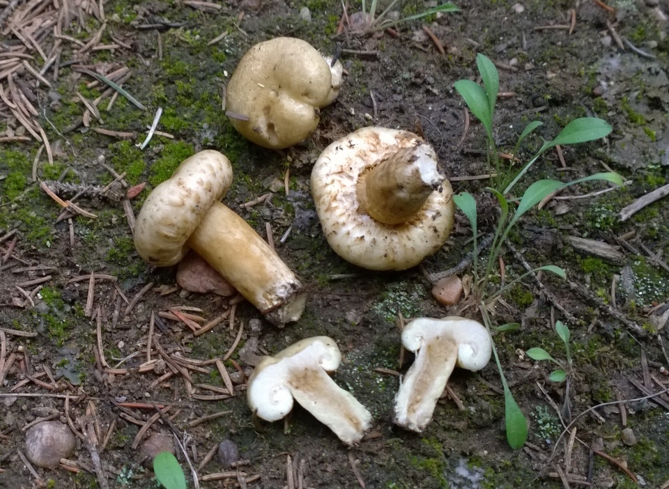 Lactarius resimus var. regalis image