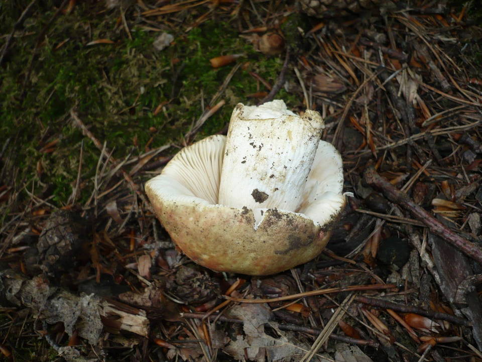 Russula faginea image