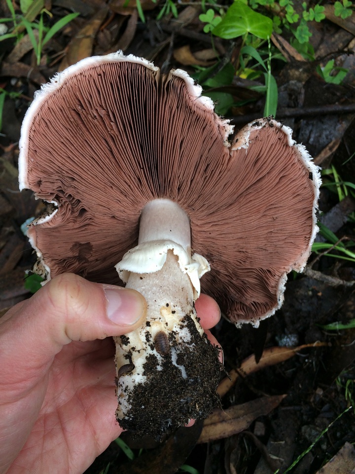 Agaricus littoralis image