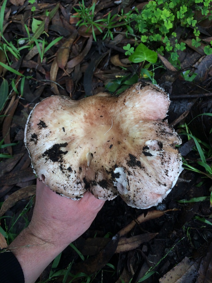 Agaricus littoralis image