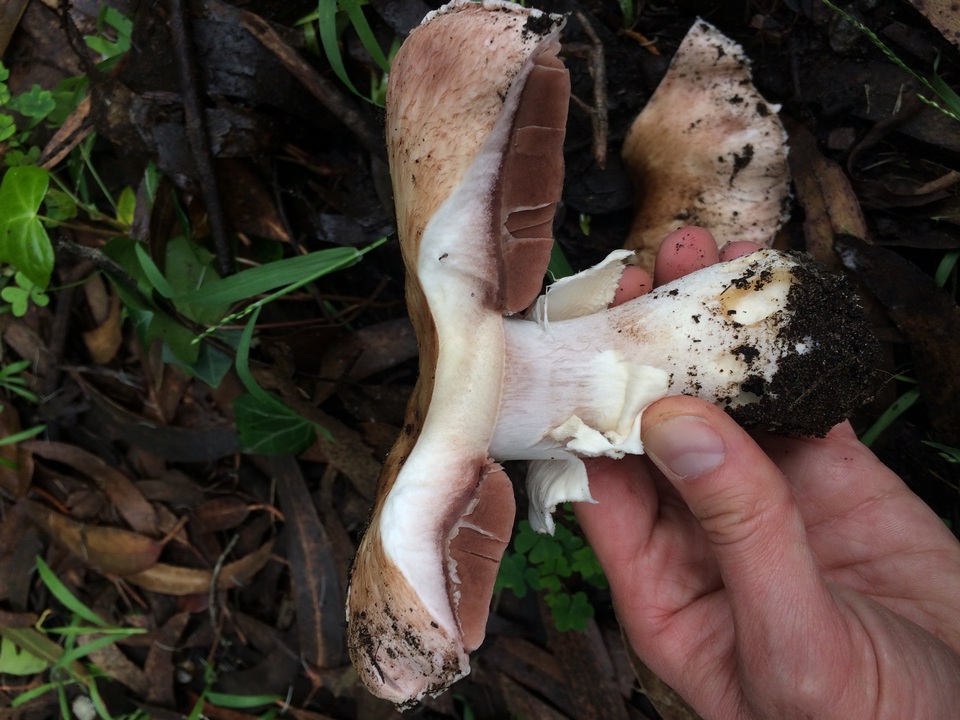 Agaricus littoralis image