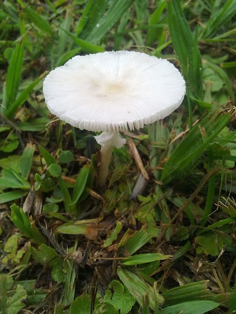 Bolbitius demangei image