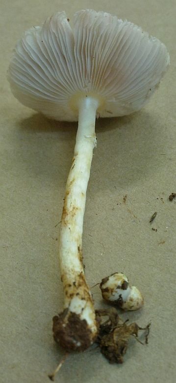 Bolbitius demangei image