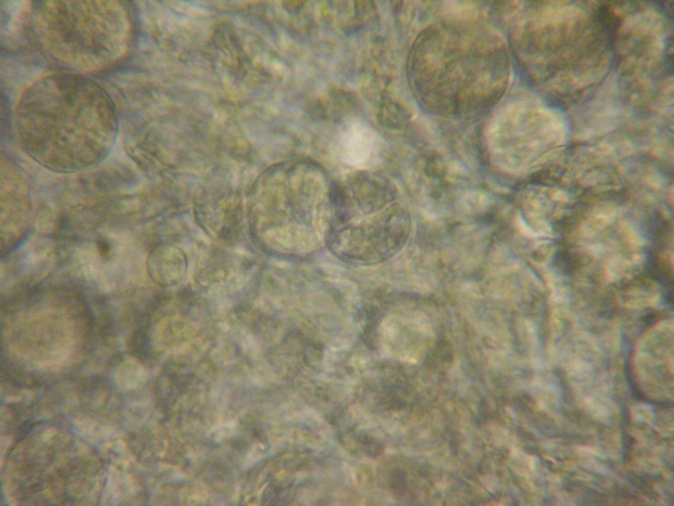 Tremella mesenterella image