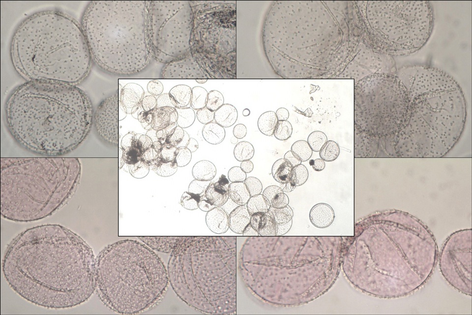 Coprinopsis tuberosa image