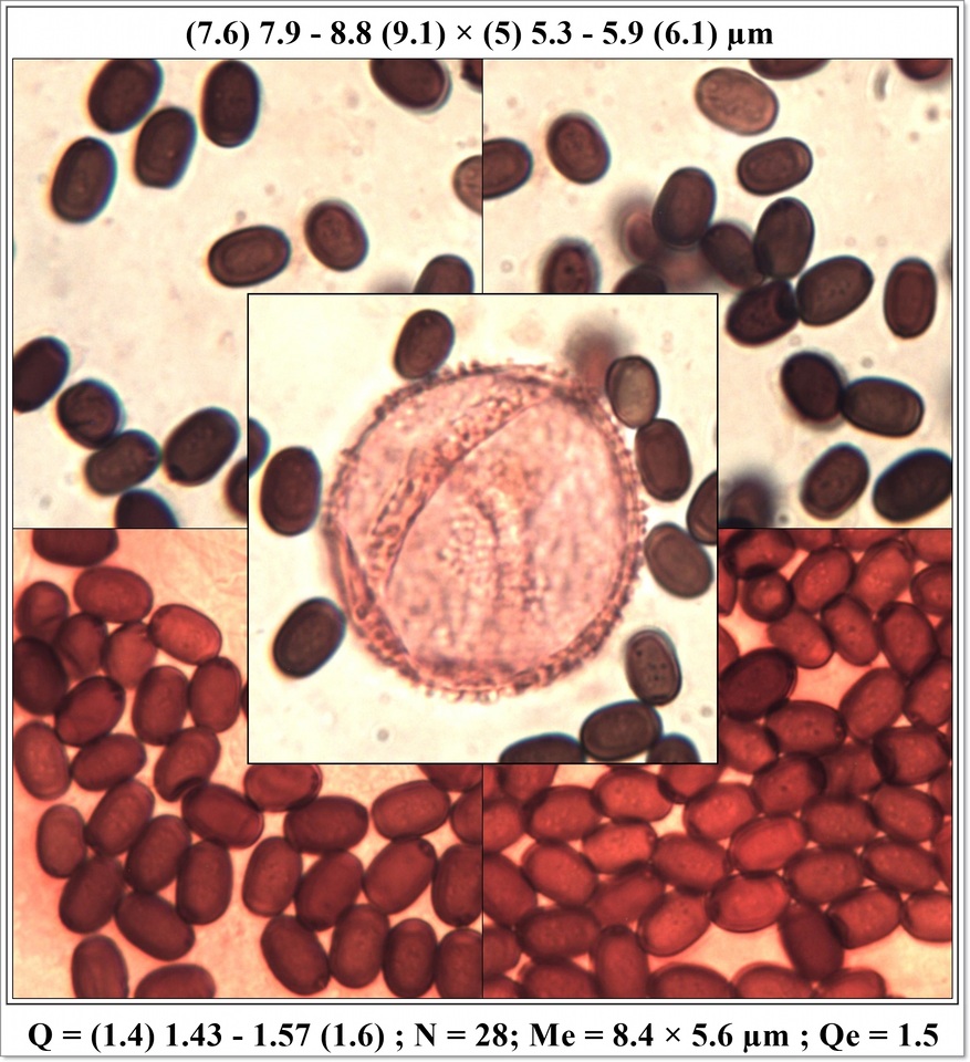 Coprinopsis tuberosa image