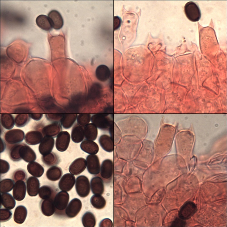 Coprinopsis tuberosa image