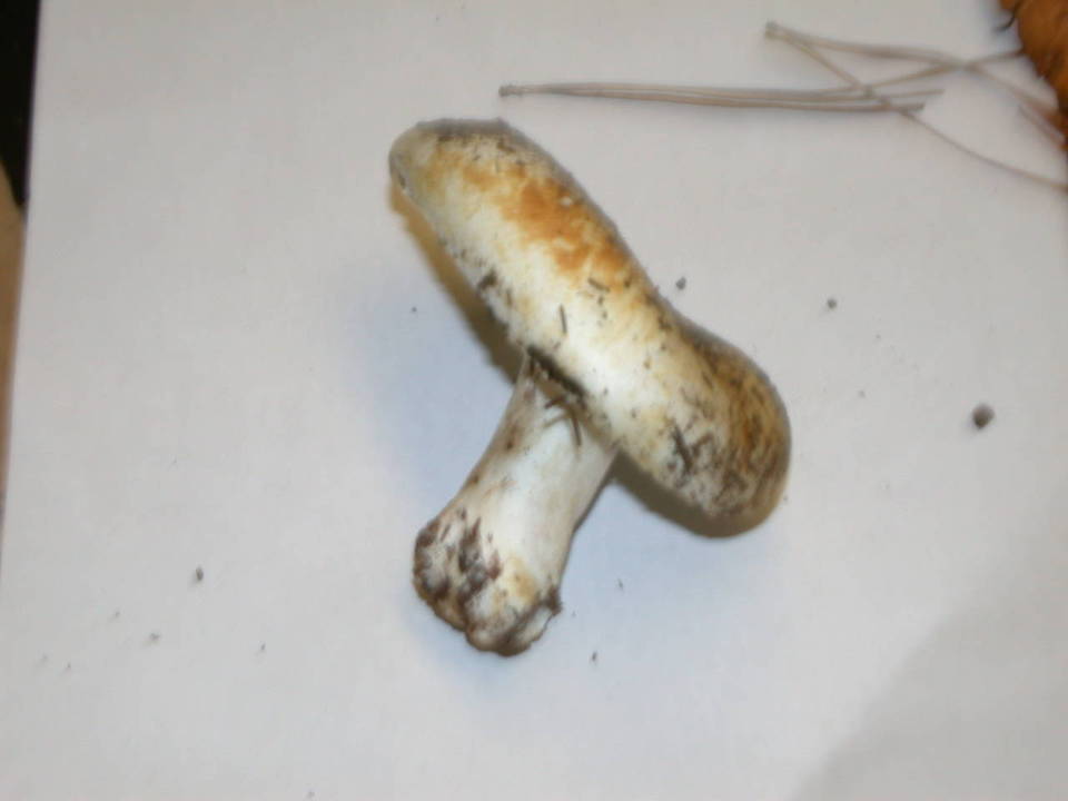 Russula brevipes var. brevipes image