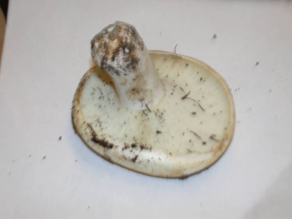 Russula brevipes var. brevipes image