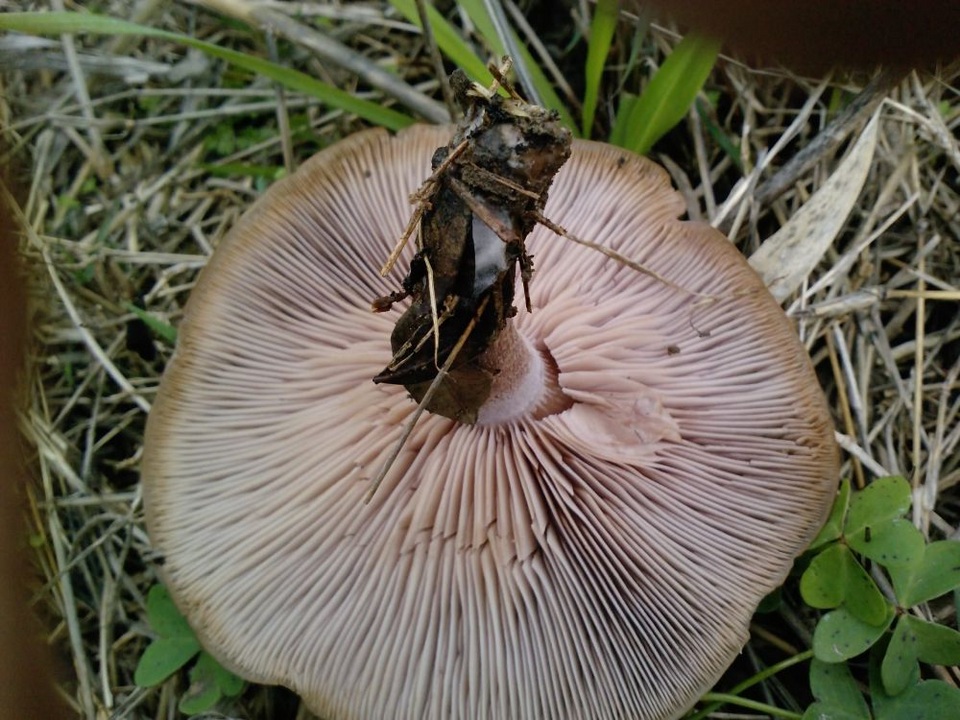 Lepista personata image