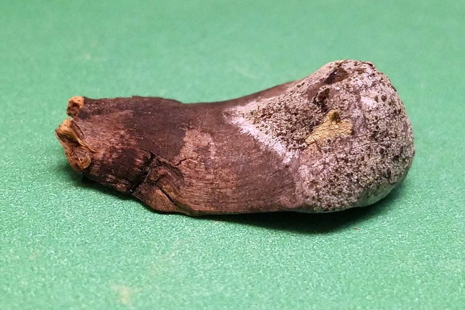 Cliostomum image