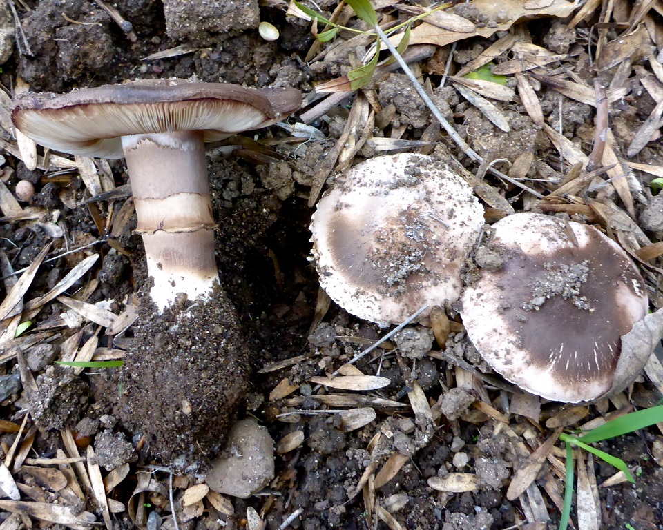 Leucoagaricus cupresseus image