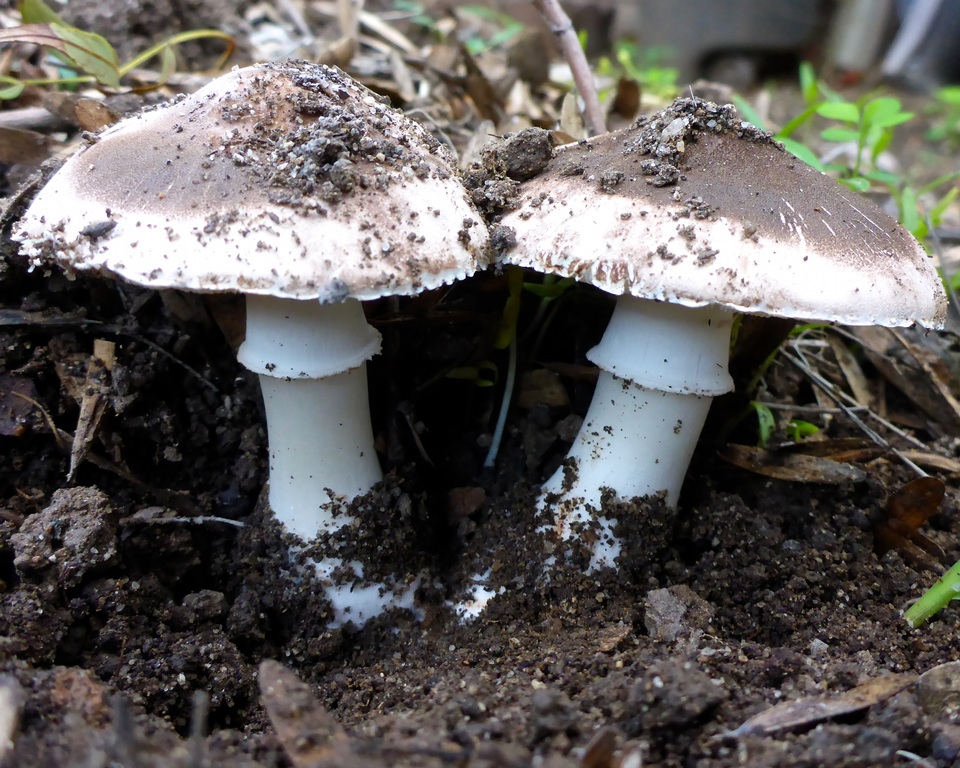 Leucoagaricus cupresseus image