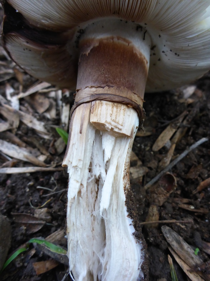 Leucoagaricus cupresseus image